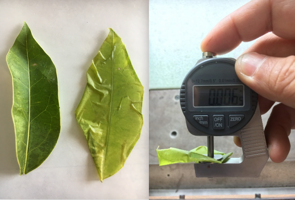 NIPPY スライスされた葉っぱの写真